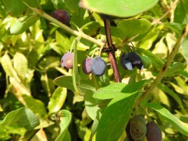 Lonicera caerulea Bergsaphir