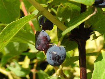 Lonicera caerulea Bergsaphir