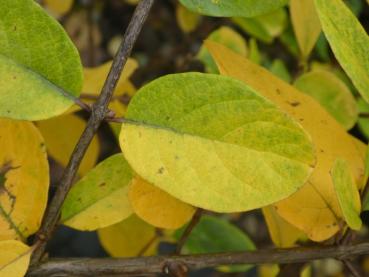 Gelbe Herbstfärbung von Lonicera morrowii