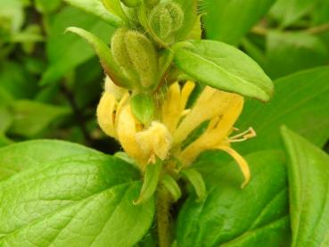 Lonicera vesicaria