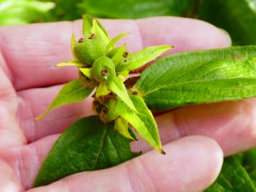 Lonicera vesicaria