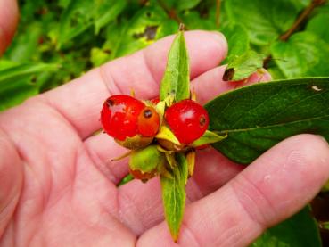 Lonicera vesicaria