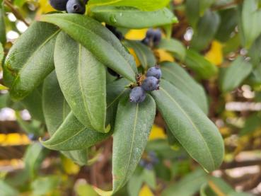 Immergrünes Geißblatt mit blauen Früchten