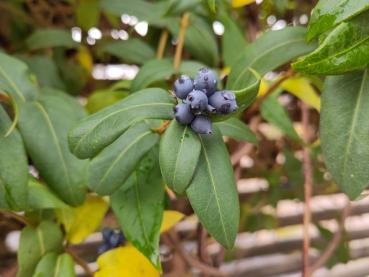 Blaue Früchte des Immergrünen Geißblatts