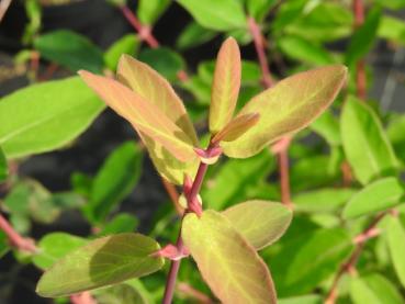 Lonicera caerulea Südtiroler Freiheit - Blaue Heckenkirsche Südtiroler Freiheit