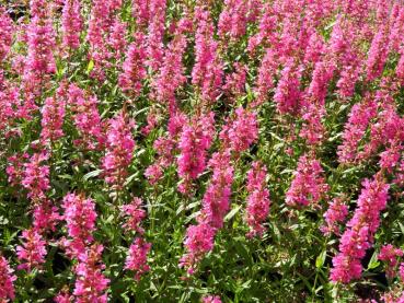 Reiche rote Blüte von Lythrum salicaria Robert