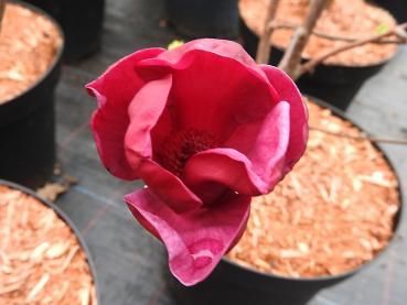 Rosarotblühende Tulpenmagnolie Genie