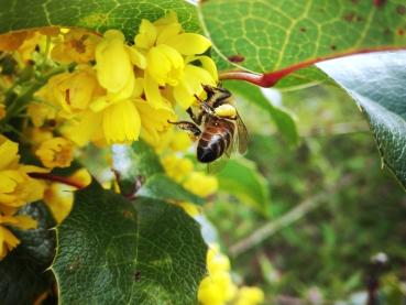 Bienen lieben die Blüten der Zwerg-Mahonie Apollo