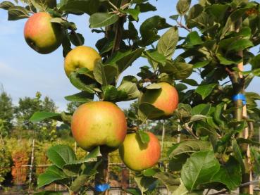 Malus Corinna