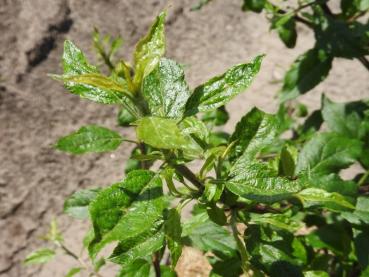 Malus communis Holsteiner Zwerg - Dvärgvildapel Holsteiner Zwerg