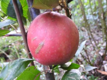 Äpple Roter Mond