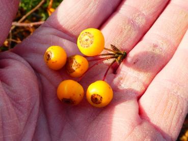 Malus transitoria, prydnadsapel, vildapel