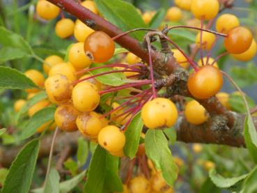 Malus transitoria, prydnadsapel, vildapel