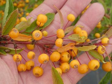 Malus transitoria, prydnadsapel, vildapel