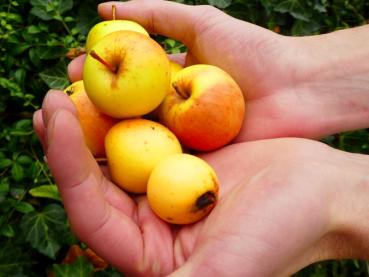 Früchte des Wildapfels im Herbst