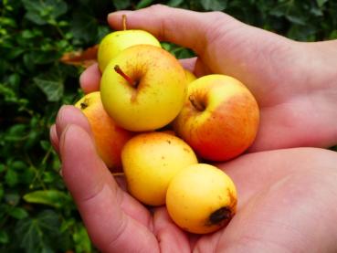 Malus communis, Malus sylvestris, vildapel, vildäppel