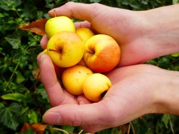 Äpfel des Malus sylvestris im Oktober