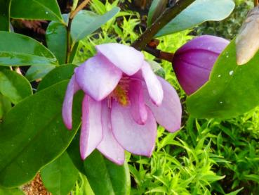 Rosa Michelia, rosablommande Michelia, Michelia Fairy Pink