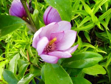 Rosa Michelia, rosablommande Michelia, Michelia Fairy Pink