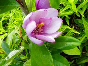 Rosa Michelia, rosablommande Michelia, Michelia Fairy Pink