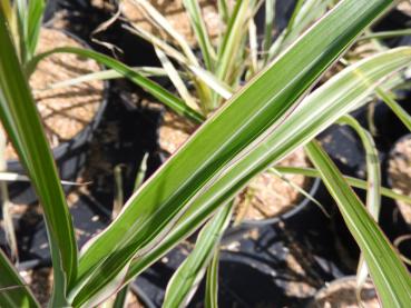 Glansmiskantus Cosmopolitan, Miscanthus sinensis Cosmopolitan