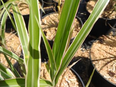 Glansmiskantus Cosmopolitan, Miscanthus sinensis Cosmopolitan