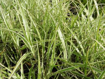 Glansmiskantus Cosmopolitan, Miscanthus sinensis Cosmopolitan