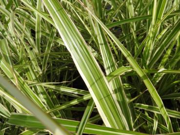 Glansmiskantus Cosmopolitan, Miscanthus sinensis Cosmopolitan