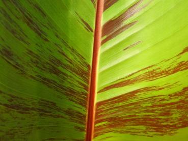 Rote Tigerbanane - Nahaufnahme des Blatts