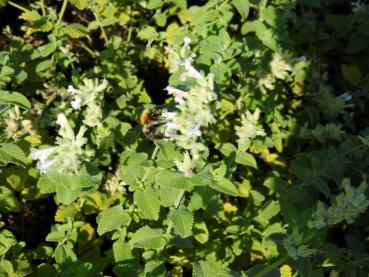 Weiße Blüten der Katzenminze