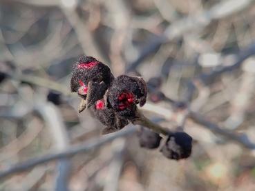 Knospen der Parrotie im Januar