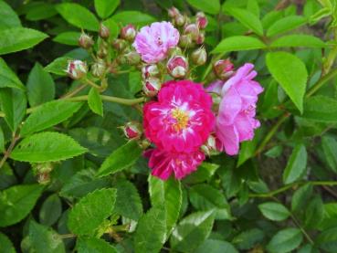 Kletterrose Perennial Blue mit lila-rosa Blüten