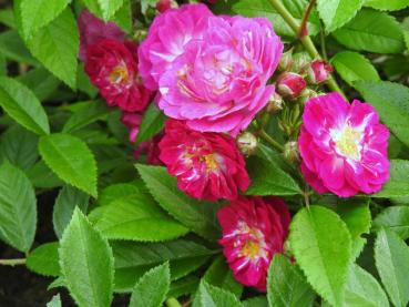 Halbgefüllte Blüten der Kletterrose Perennial Blue