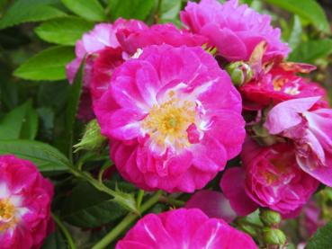 Lila-rosa Blüten der Kletterrose der Perennial Blue