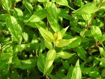 Smultronschersmin, Småblommig schersmin Silberregen, Philadelphus Silberregen