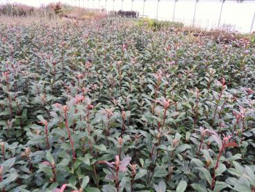 Die Rote Glanzmispel Dicker Toni ist eine immergrüne Heckenpflanze.