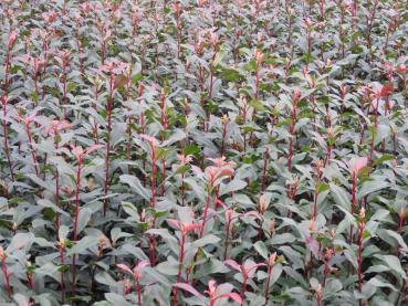 Rote Glanzmispel Dicker Toni - buschig und kompakt wachsende Heckenpflanze