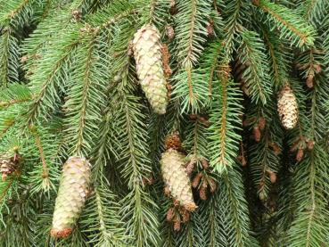 Picea abies Acrocona