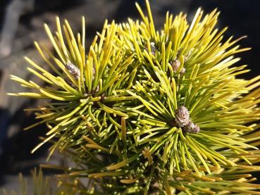 Dvärgbergtall Ophir, Pinus mugo Ophir