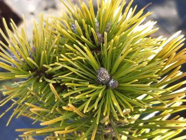 Hübsche gelbe Nadelfärbung der Pinus mugo Ophir