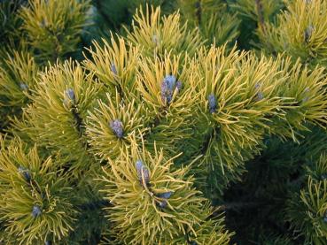 Dvärgbergtall Ophir, Pinus mugo Ophir