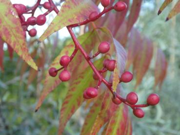 Herbstlaub und Früchte der Pistazie