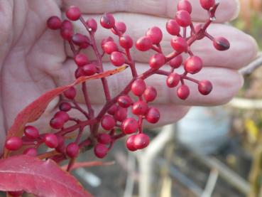 Pistacia chinensis mit roten Früchten