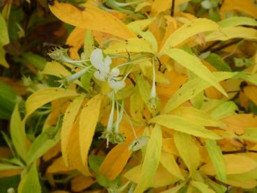 Narrhortensia, Platycrater arguta