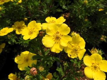 Große, gelbe Blüten des Fünffingerstrauchs Sommerflor