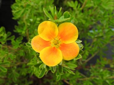 Potentilla fruticosa Hopley's Orange - Fingerstrauch Hopley's Orange