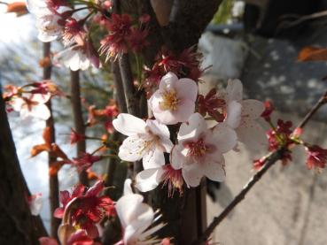 Zartrosa Blüte der Zierkirsche Hillieri