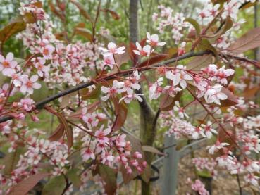 Prunus padus Colorata, Prunus padus Coloratus, blodhägg