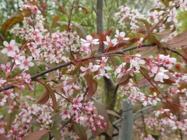 Prunus padus Colorata, Prunus padus Coloratus, blodhägg