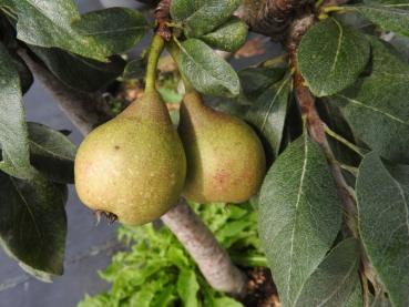 Snöpäron, Pyrus nivalis Catalia